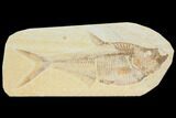 Detailed Fossil Fish (Diplomystus) - Wyoming #116772-1